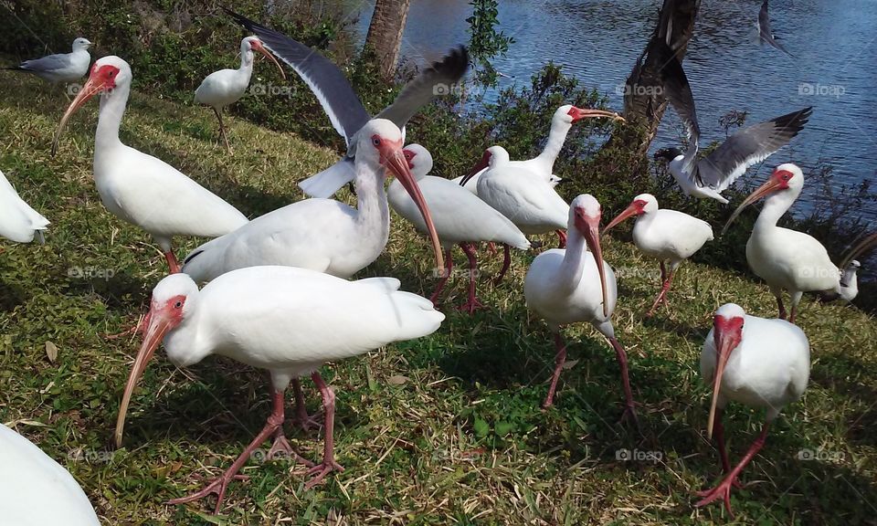 White ibis in grass