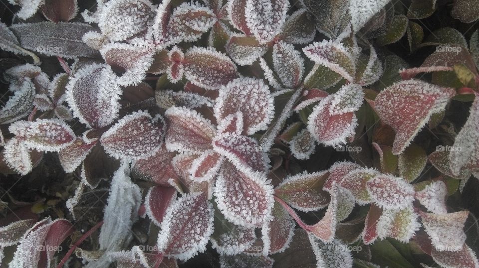 frosty leaves