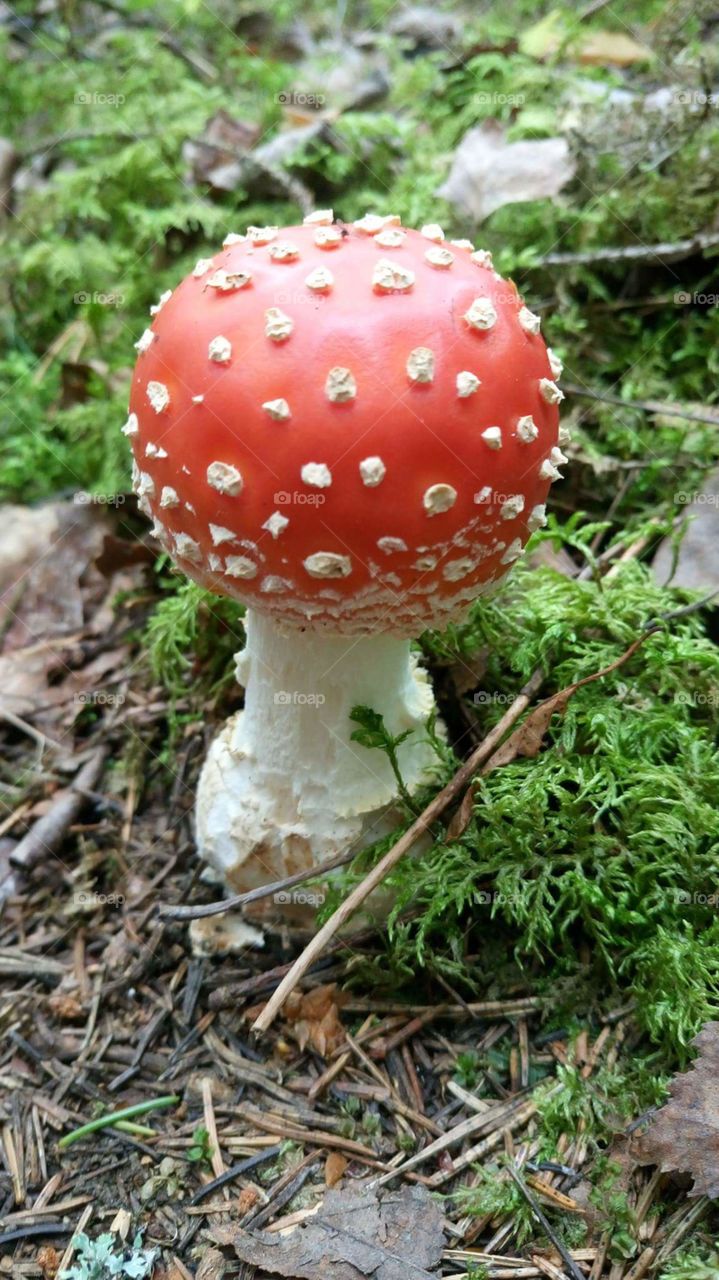 cute fly amanita in the autump forest