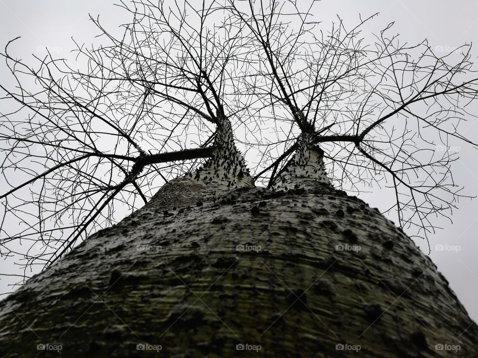 Symmetric branches of a tree