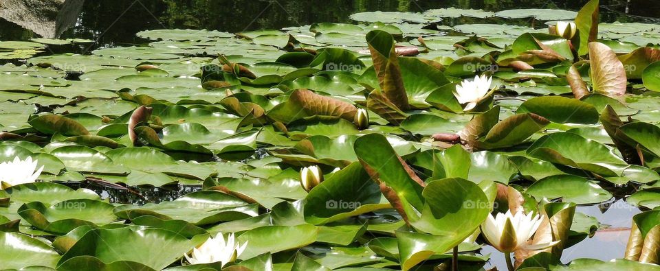 Japanese garden in Wroclaw city