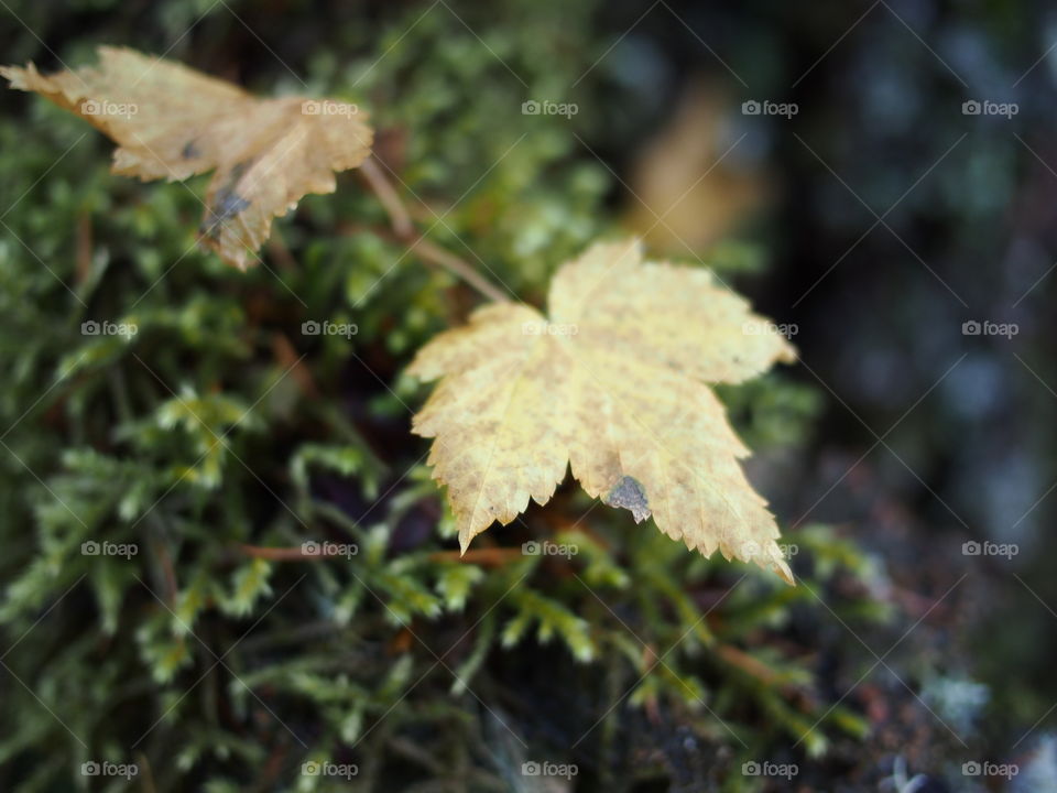 Old yellow and brown maple leaves on a moss covered log on the forest floor.