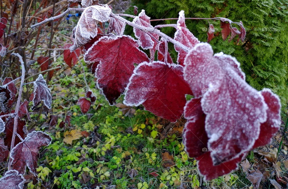 The first frosts