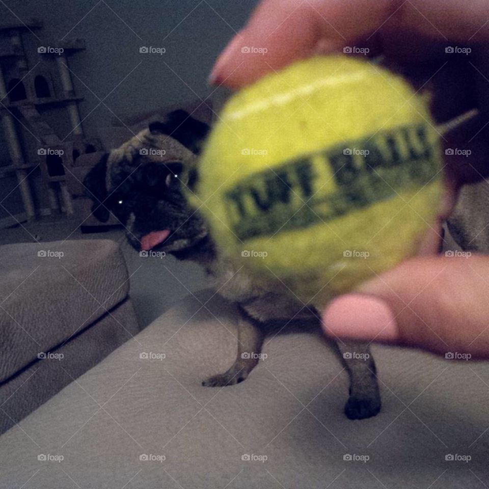 Pug ball