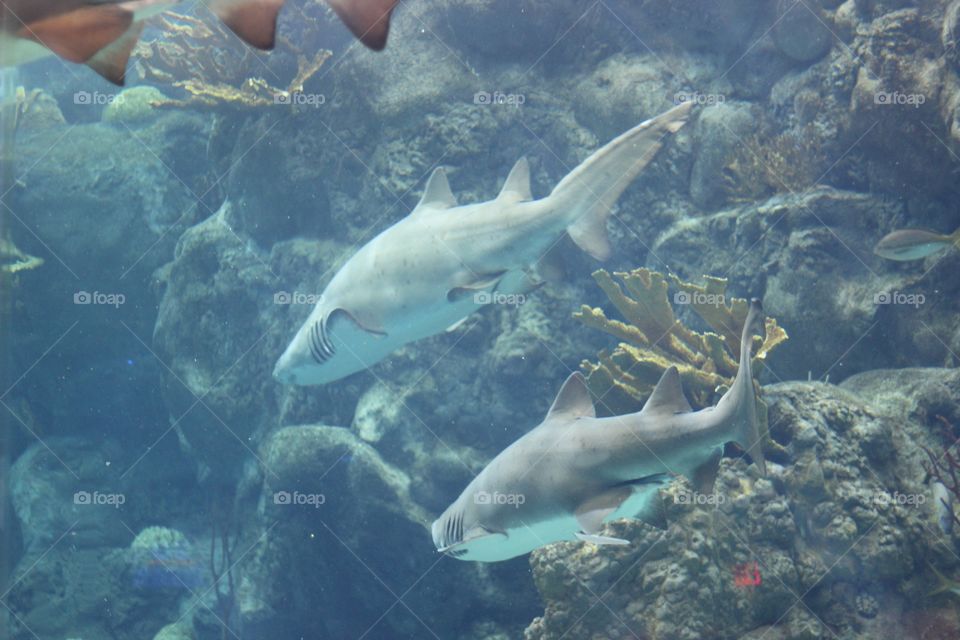Sharks in aquarium 