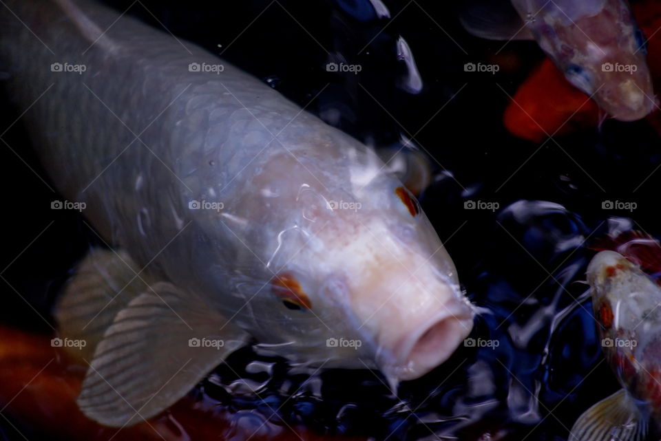 Koi in a pond wantin food