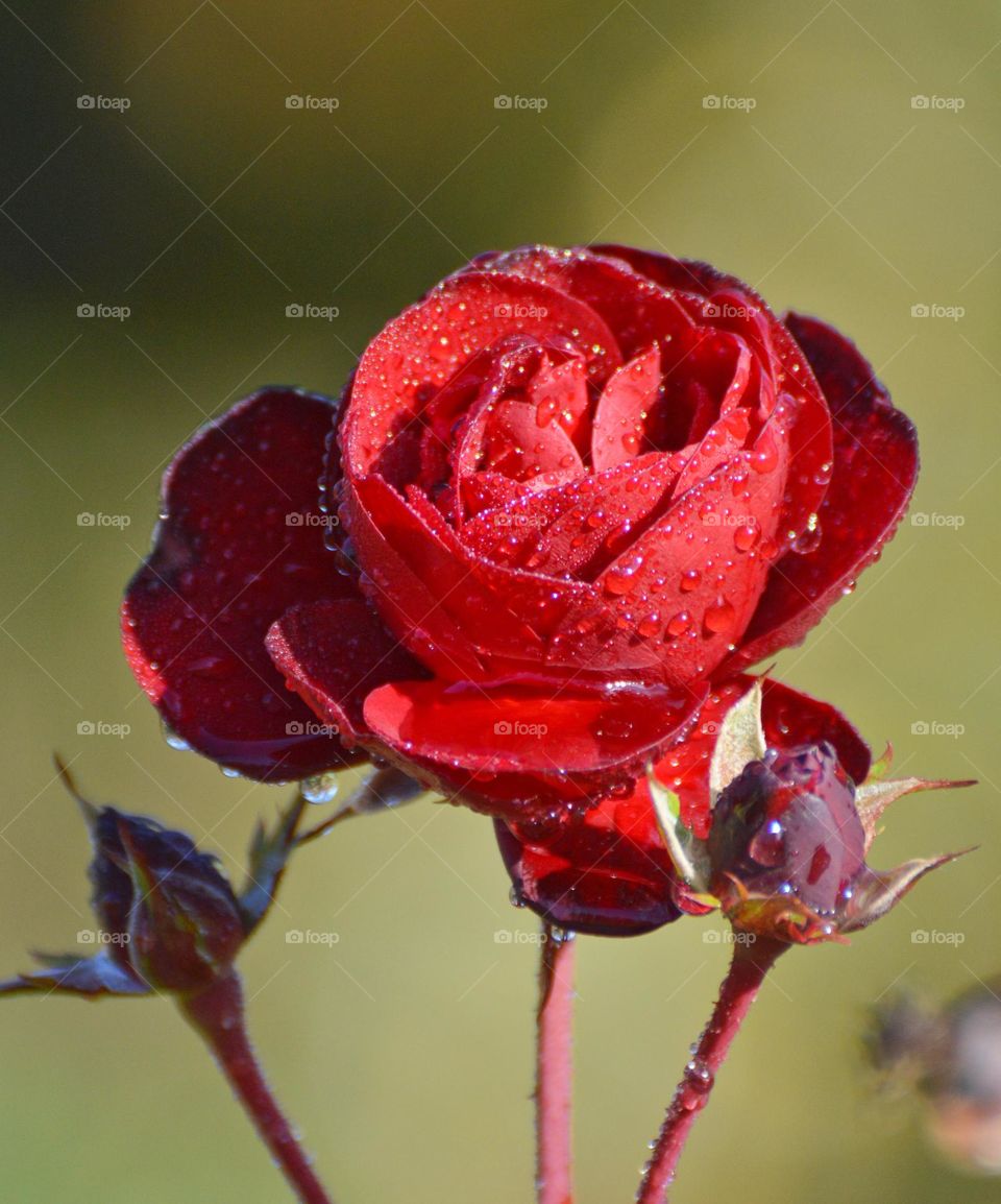 water drops on a flower