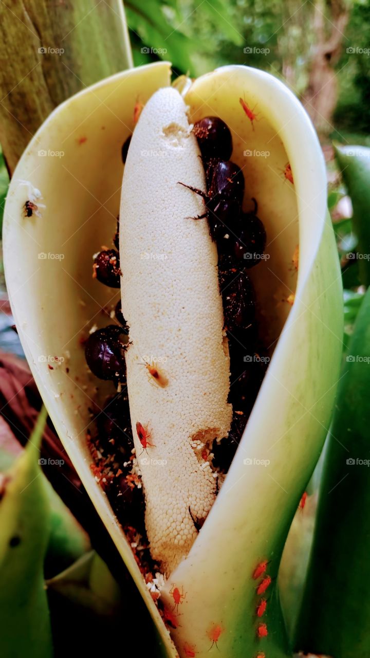 Besouros negros, muitos, aproveitam a fruta da bananeira de macaco,conhecida popularmente, se alimentam ferozmente.