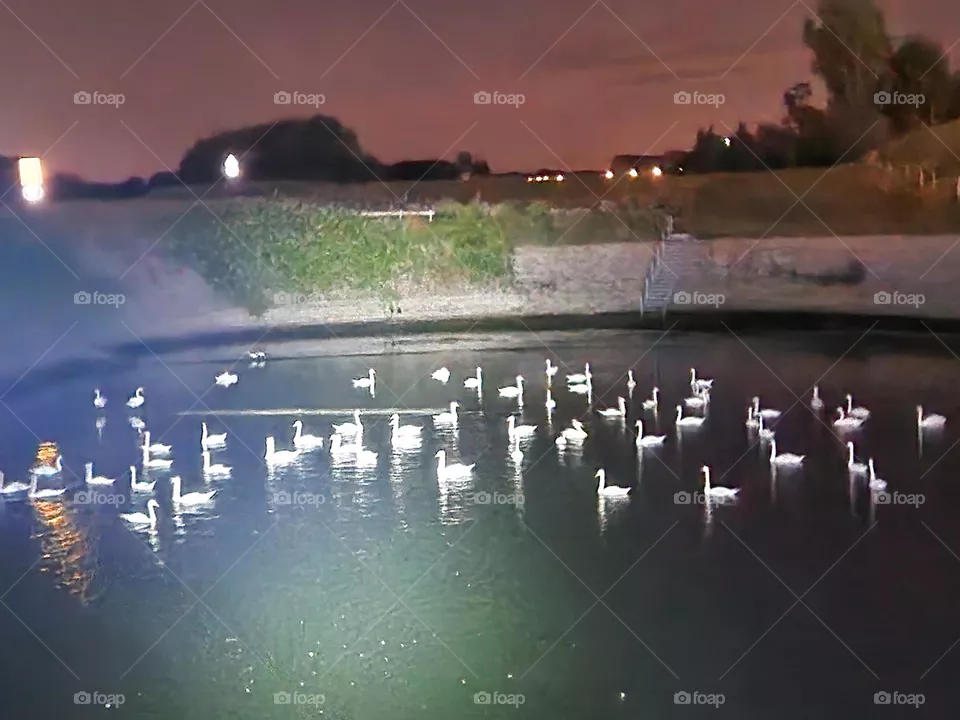Group of beautiful swans nature by night in the Netherlands