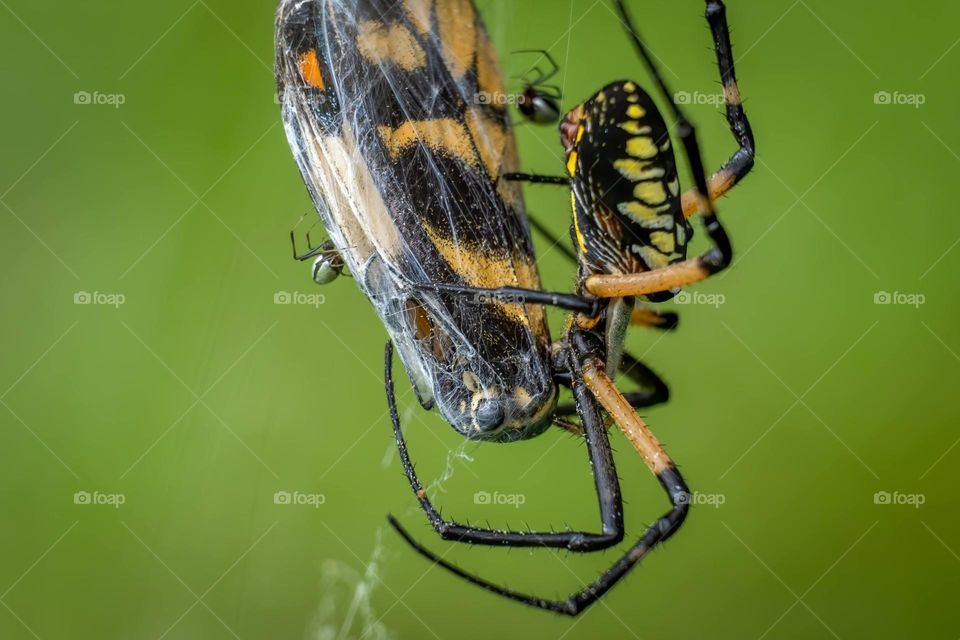 A Yellow Garden Spider captures an Eastern Tiger Swallowtail, and the tiny American Dewdrop Spiders take advantage. 