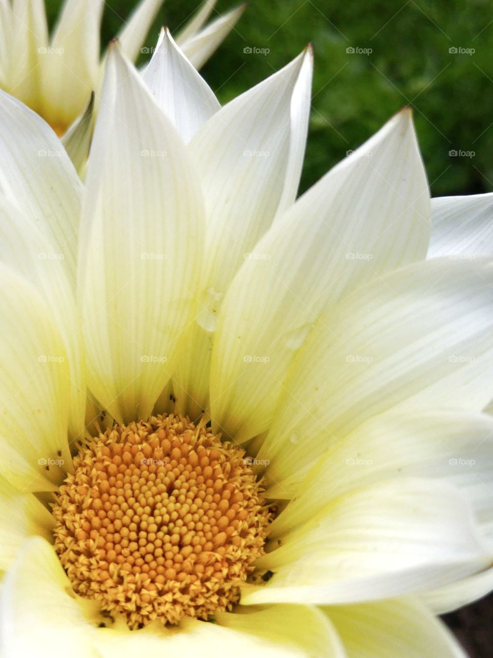 The white of the flowers