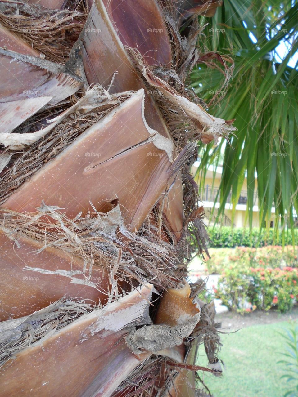 Palms in Jamaica 