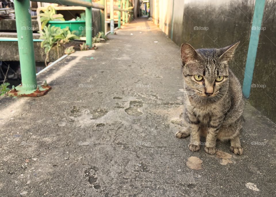 Cat sitting on walkway beside the wall and railing with water-distribution canal 