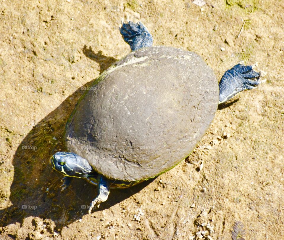 Turtle day. Ah feet up and soak up the sun!