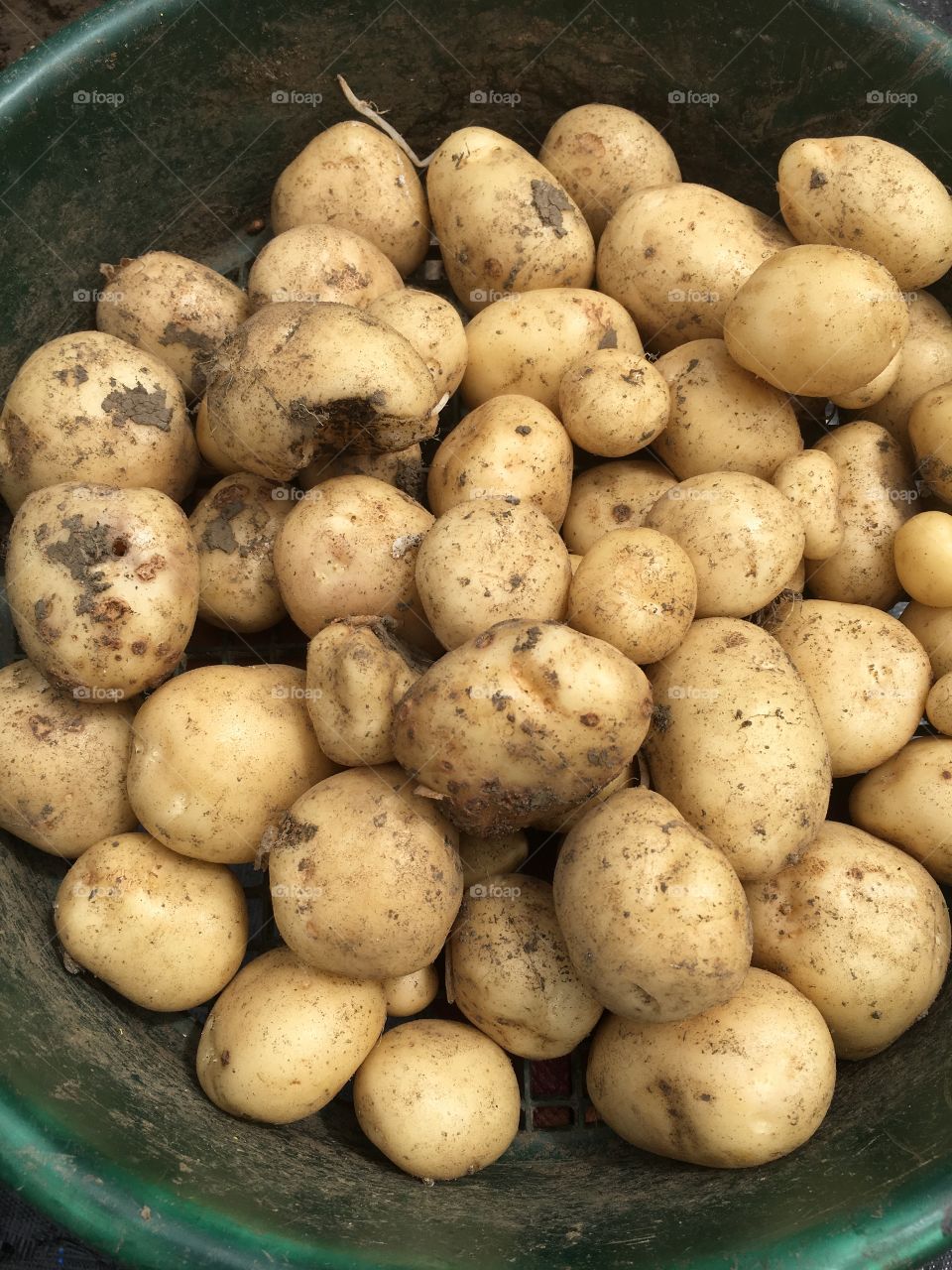 Potatoes from the allotment 