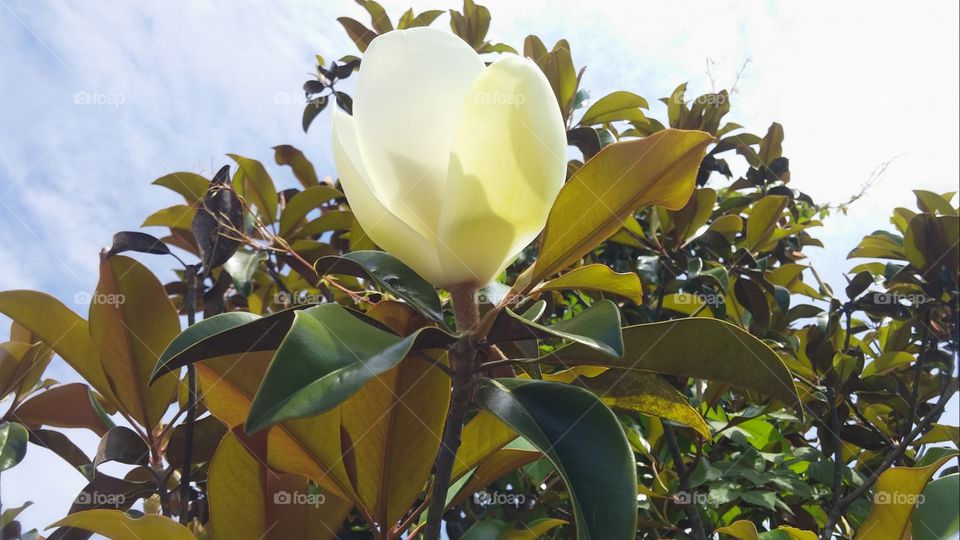 magnolia flower