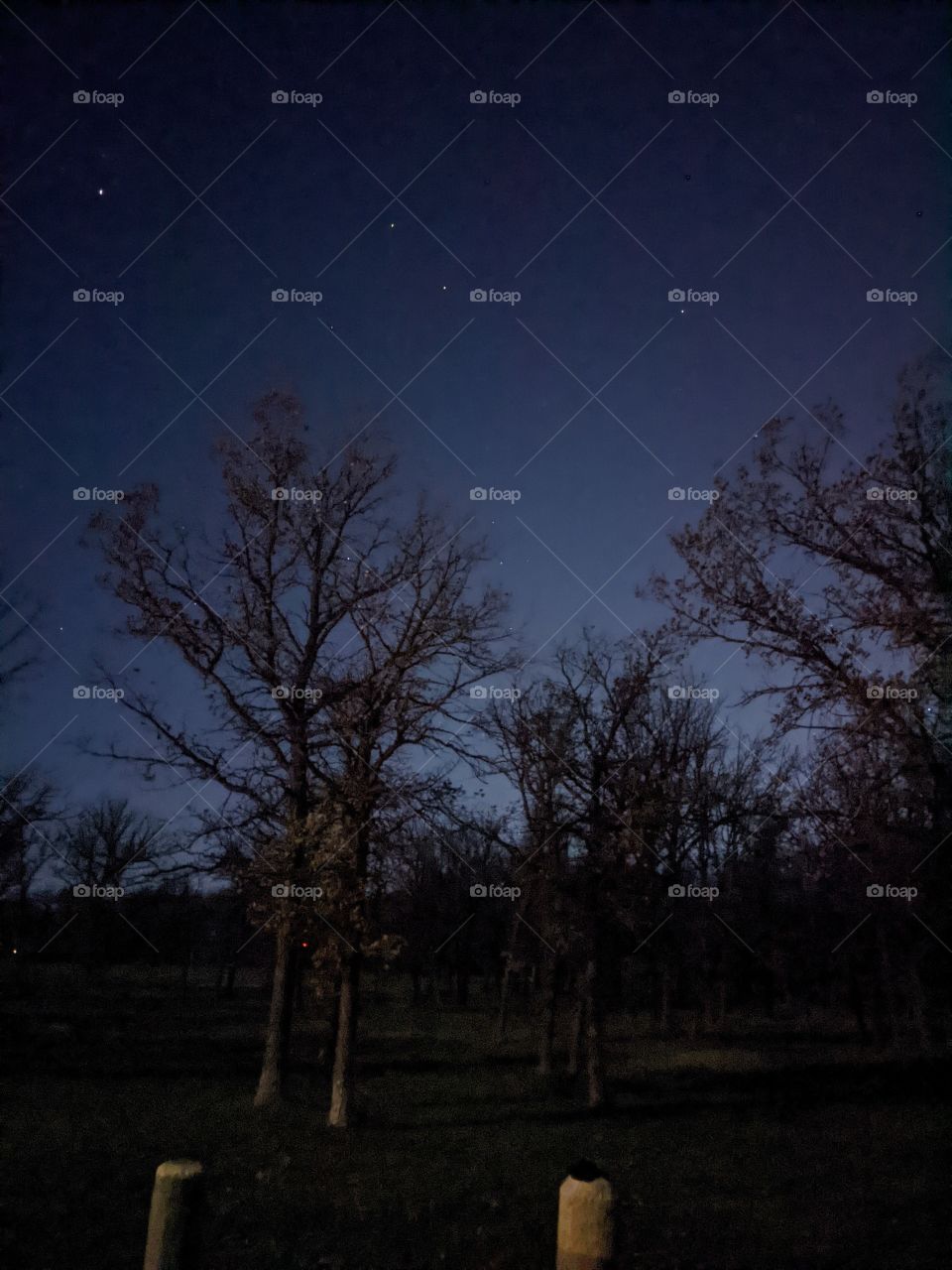 Starry night with trees