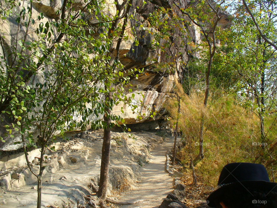 Tree, Nature, Wood, No Person, Landscape