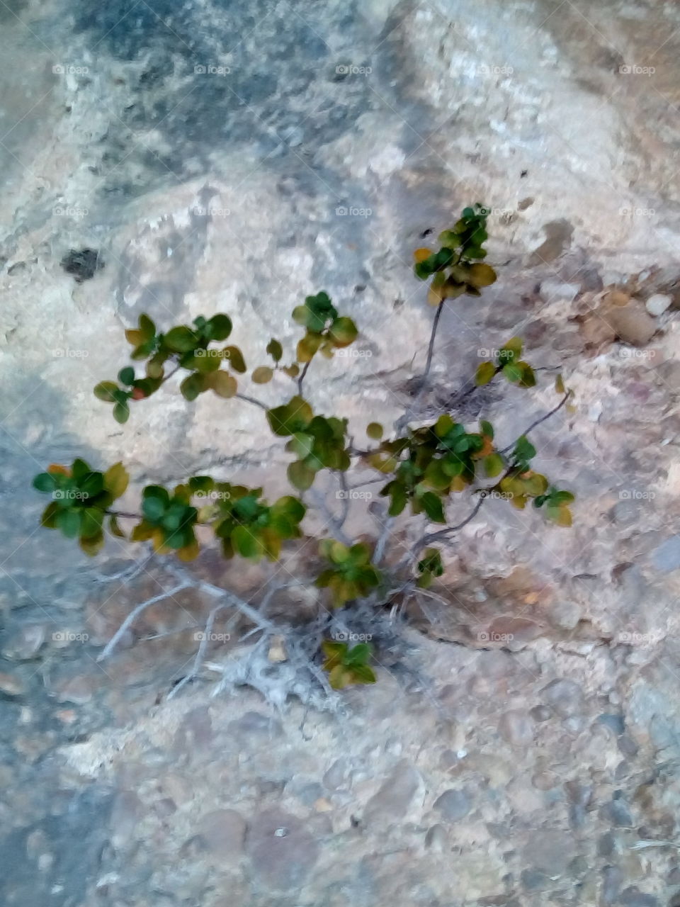 Growth , plant on a rock