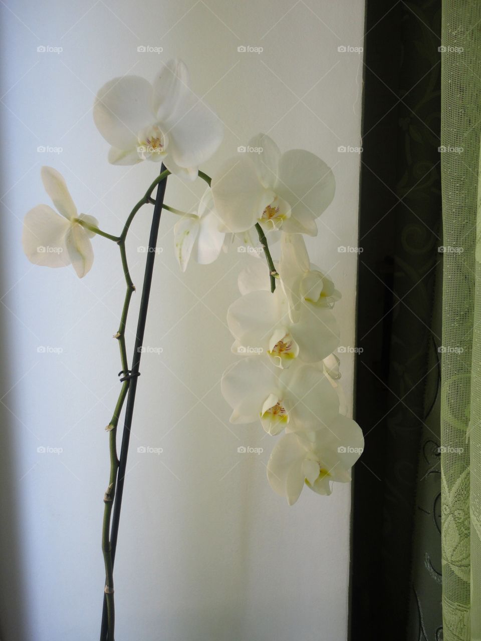 house plants orchid flower on a window home