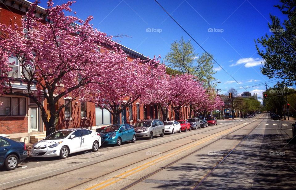 Spring on Lancaster Avenue