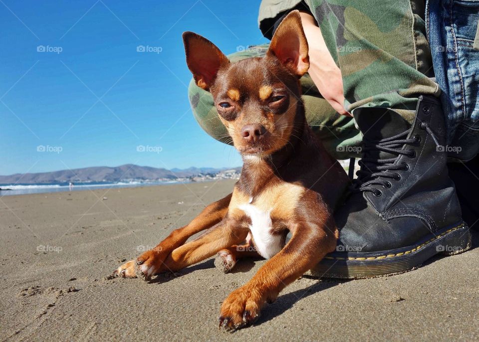 Sit back to relax after running like a maniac back and forth on Cayucos dog beach.