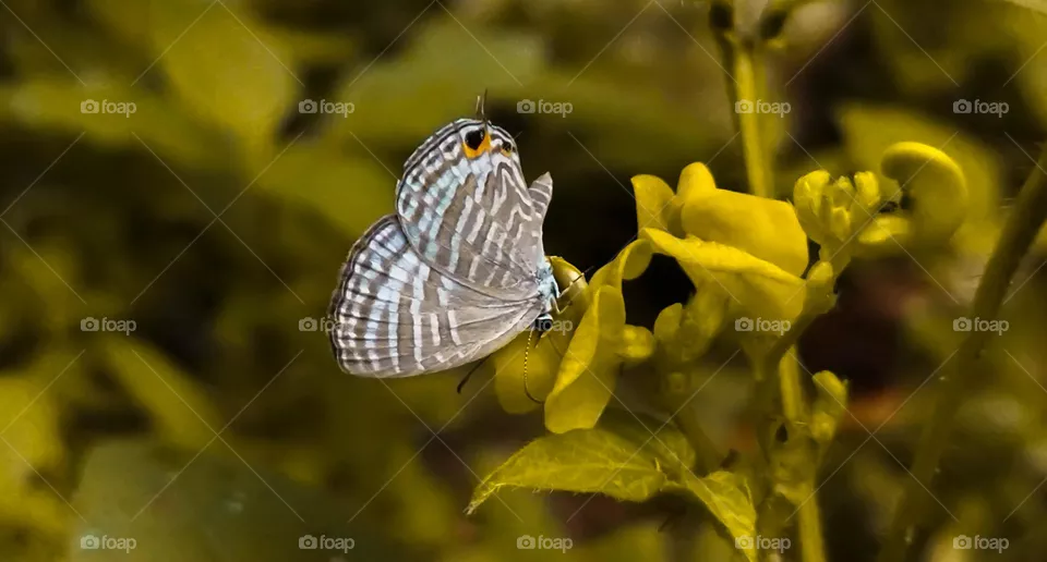butterfly underhand