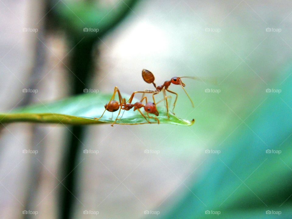 Two red ants on leaf