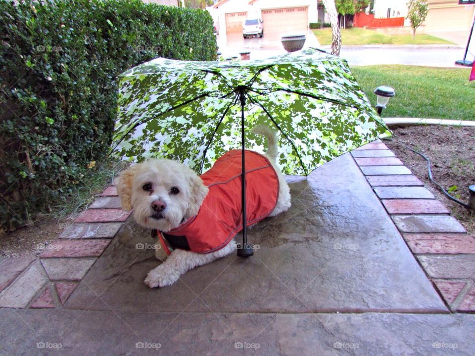 Puppy under umbrella