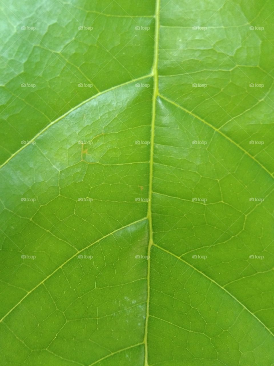 green cocoa leaf, nature, cocoa tree