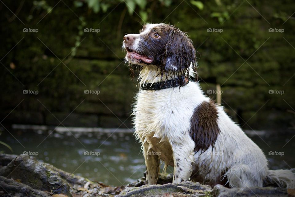 Springer spaniel