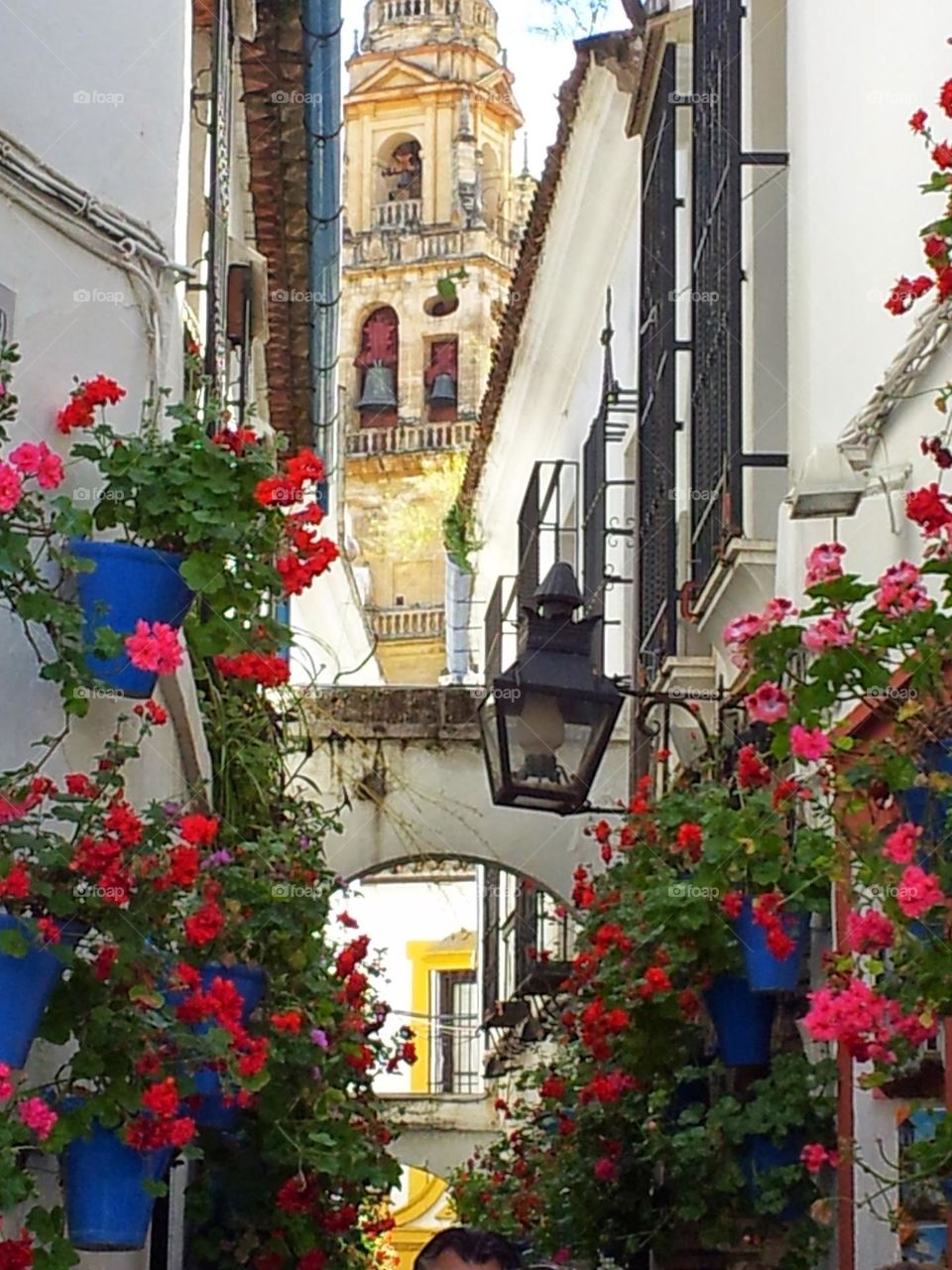 Cordoba en flor