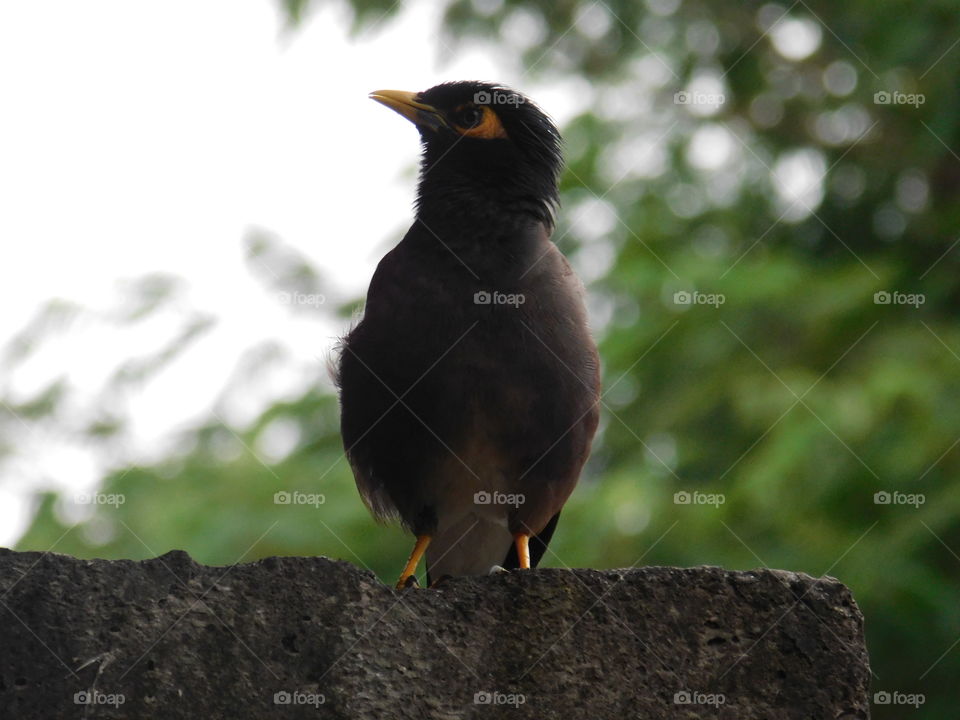 Common Mynah looking and standing with green tree blur bookeh effects background.