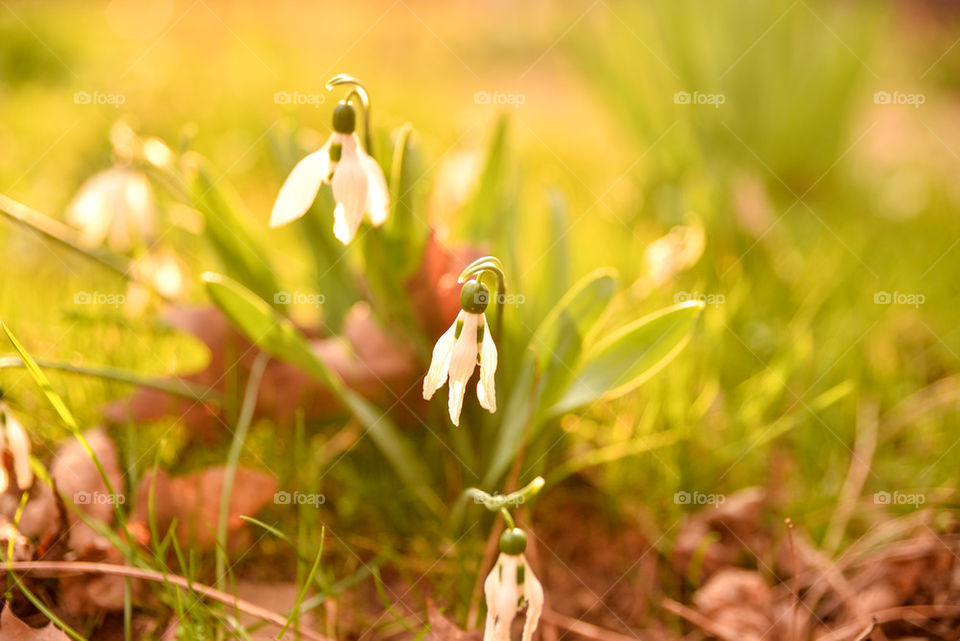 Close-up of snowdrops flower