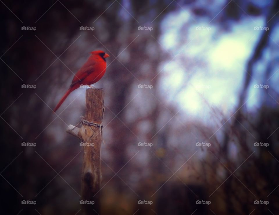 Close up view of bird