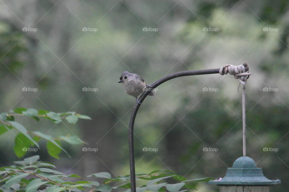 Tufted titmouse bird 