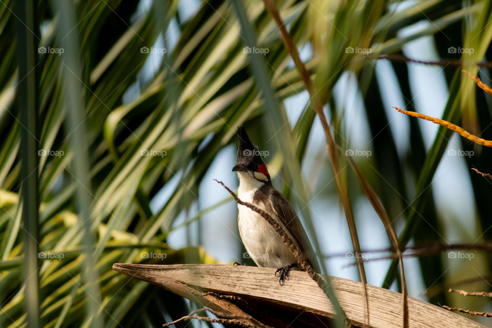 Red-whiskered bulbul