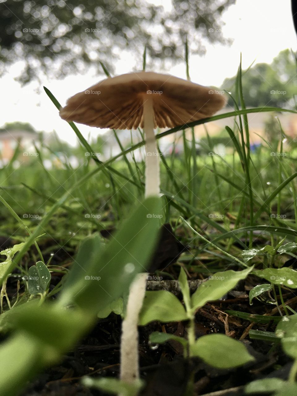 Lonely mushroom 🍄