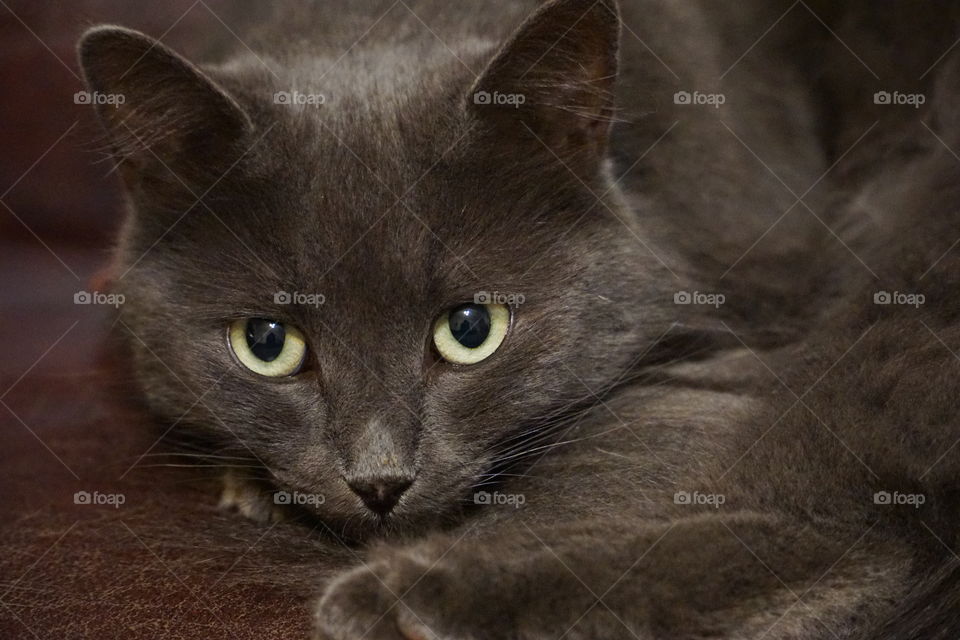 Gray cat looking at camera