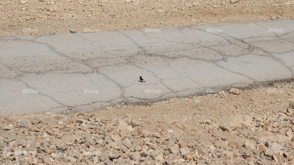 A black bird in the middle of the road