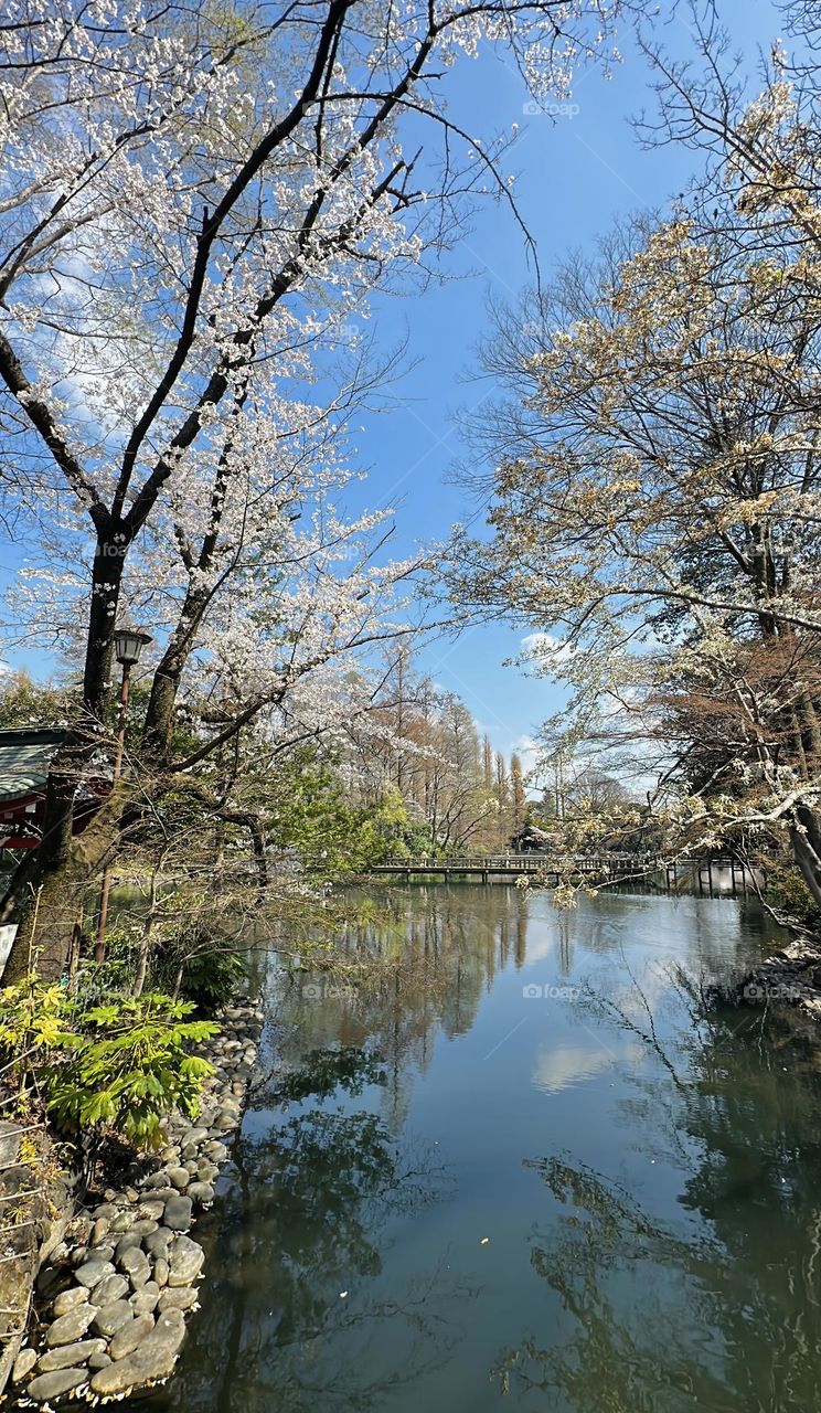 Inokashira Park is loved among locals for providing a luscious green space, with plenty of recreational facilities, a shrine, and a bucolic pond. Inokashira Pond is located in the center of the park, where you can hire rowing boats.