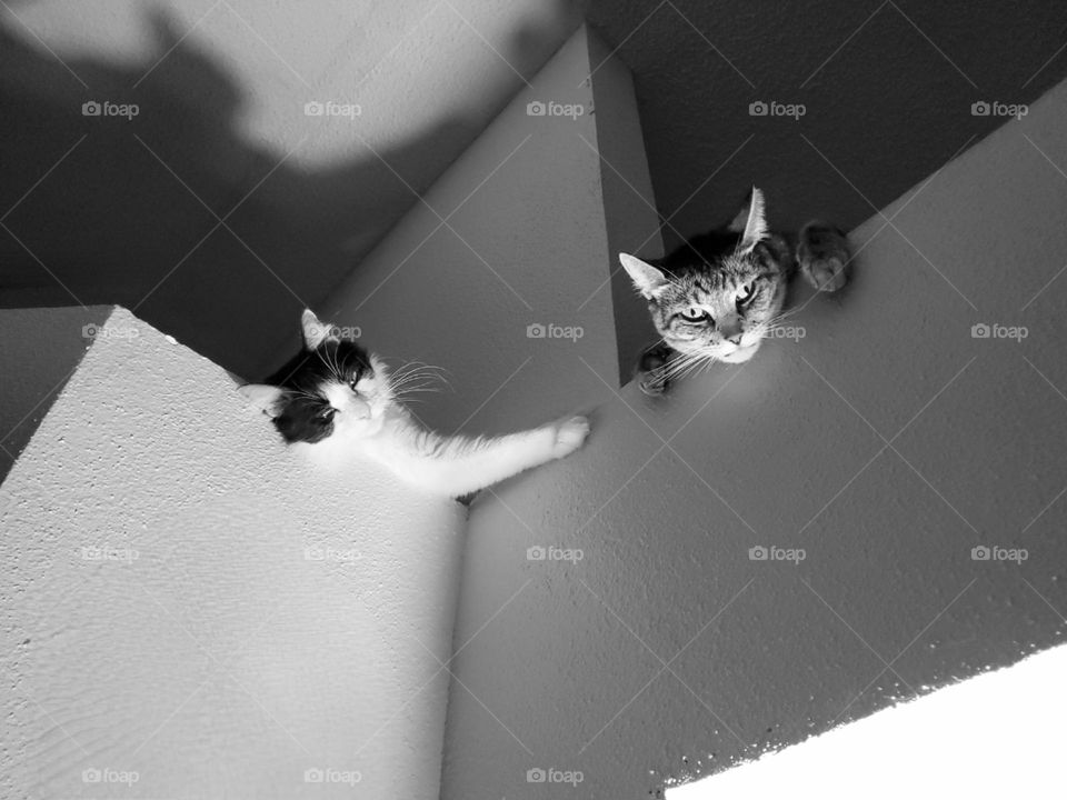 Indoor cats hanging out up high in black and white.