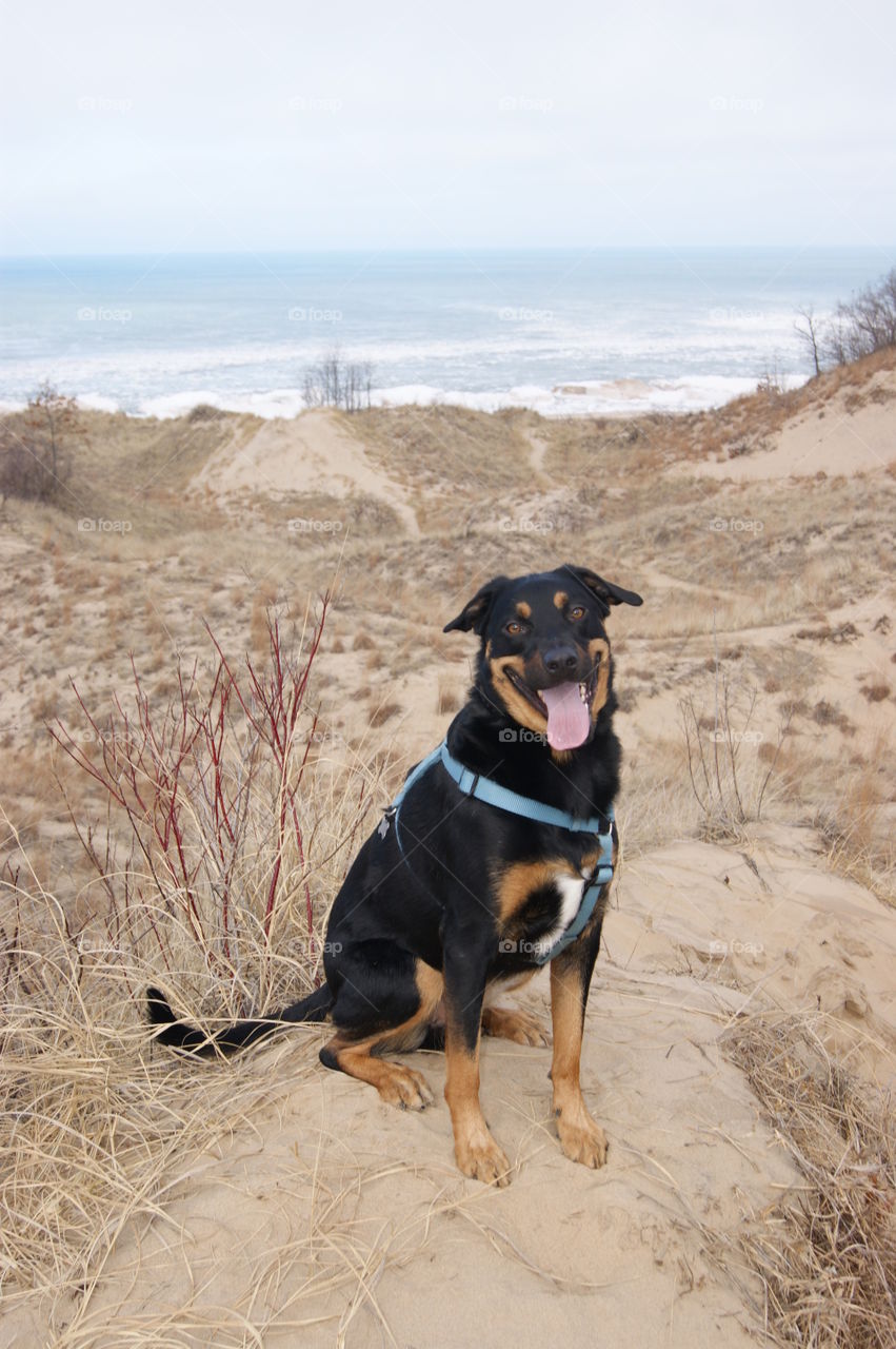 Puppy adventures on Lake Michigan 