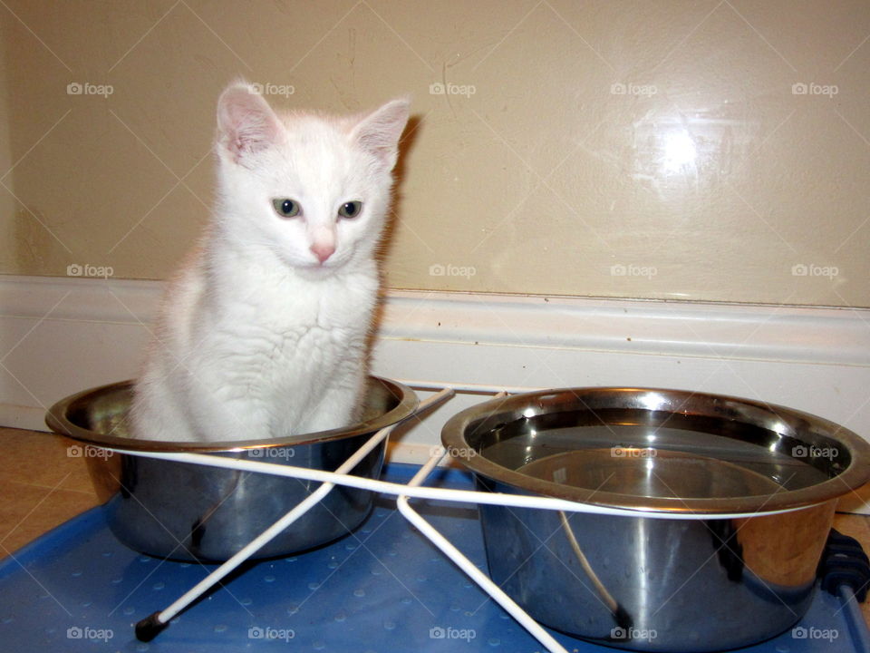 Kitty in food bowl