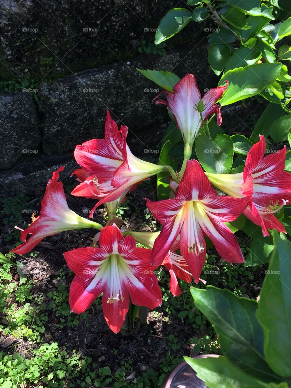 Garden blooms