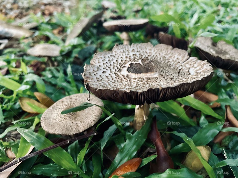 Fungus