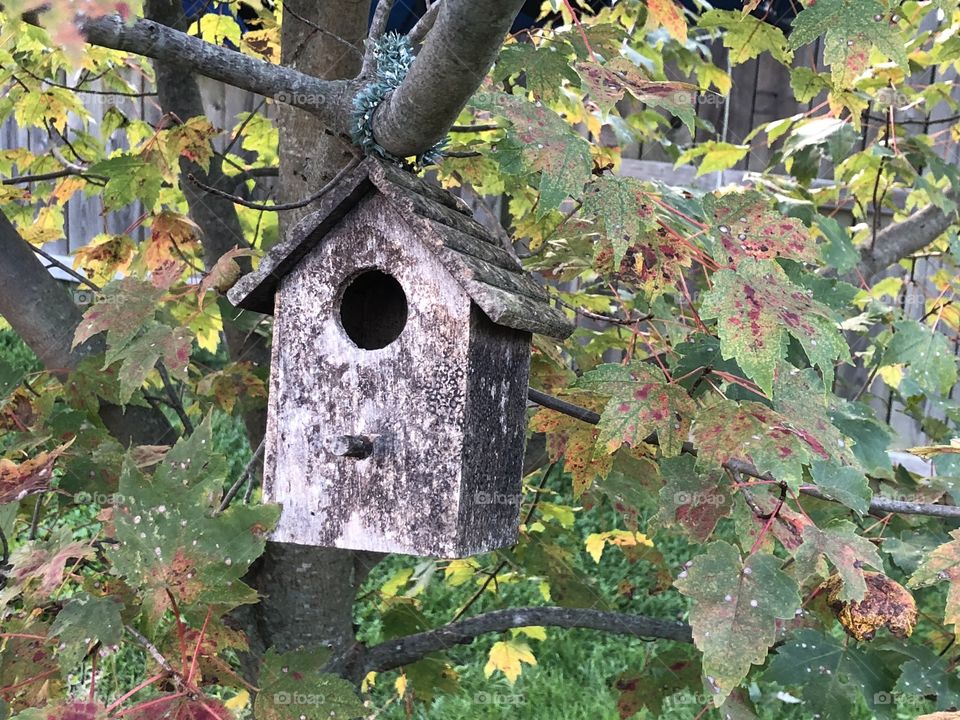 Birdhouse hanging in a tree