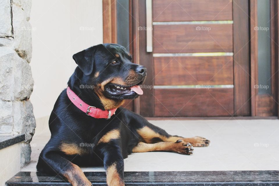 Rottweiler dog