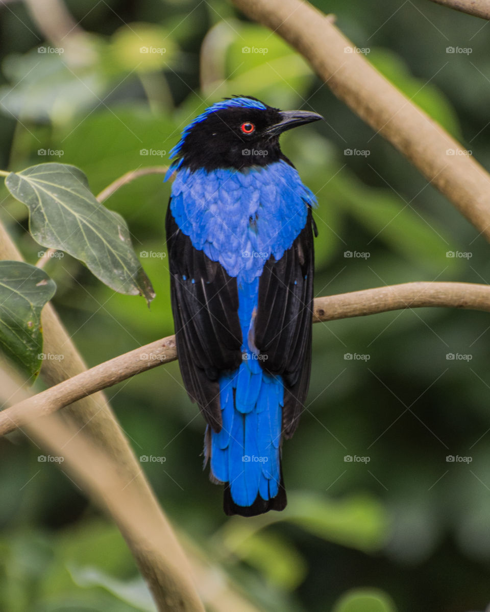 A gorgeous & striking fairy bluebird! Absolutely stunning bird of Southern Asia & the Philippians. 