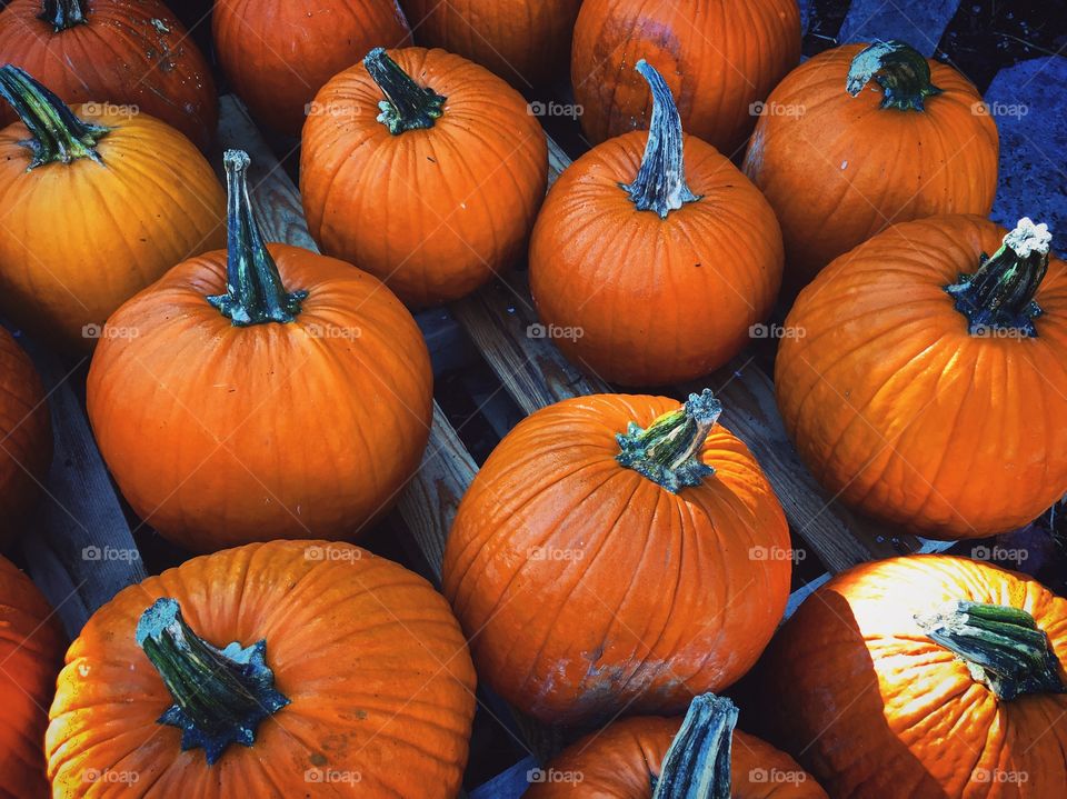 Pumpkin season  